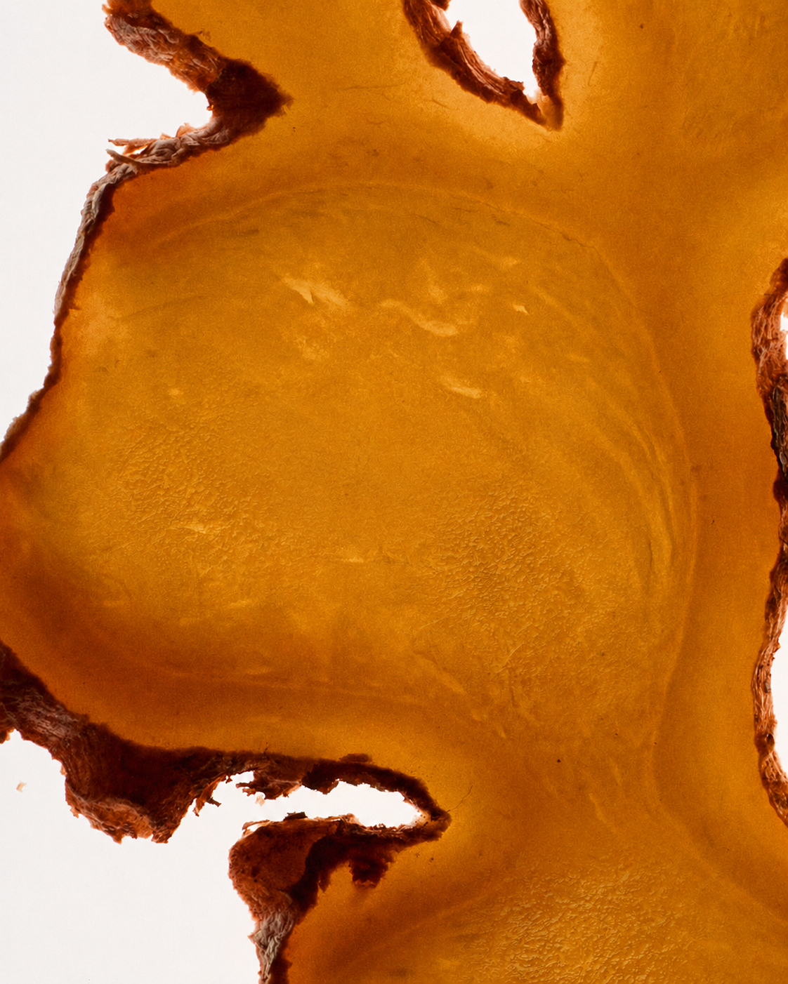 Macro photograph of amber kelp tissue against an ivory background