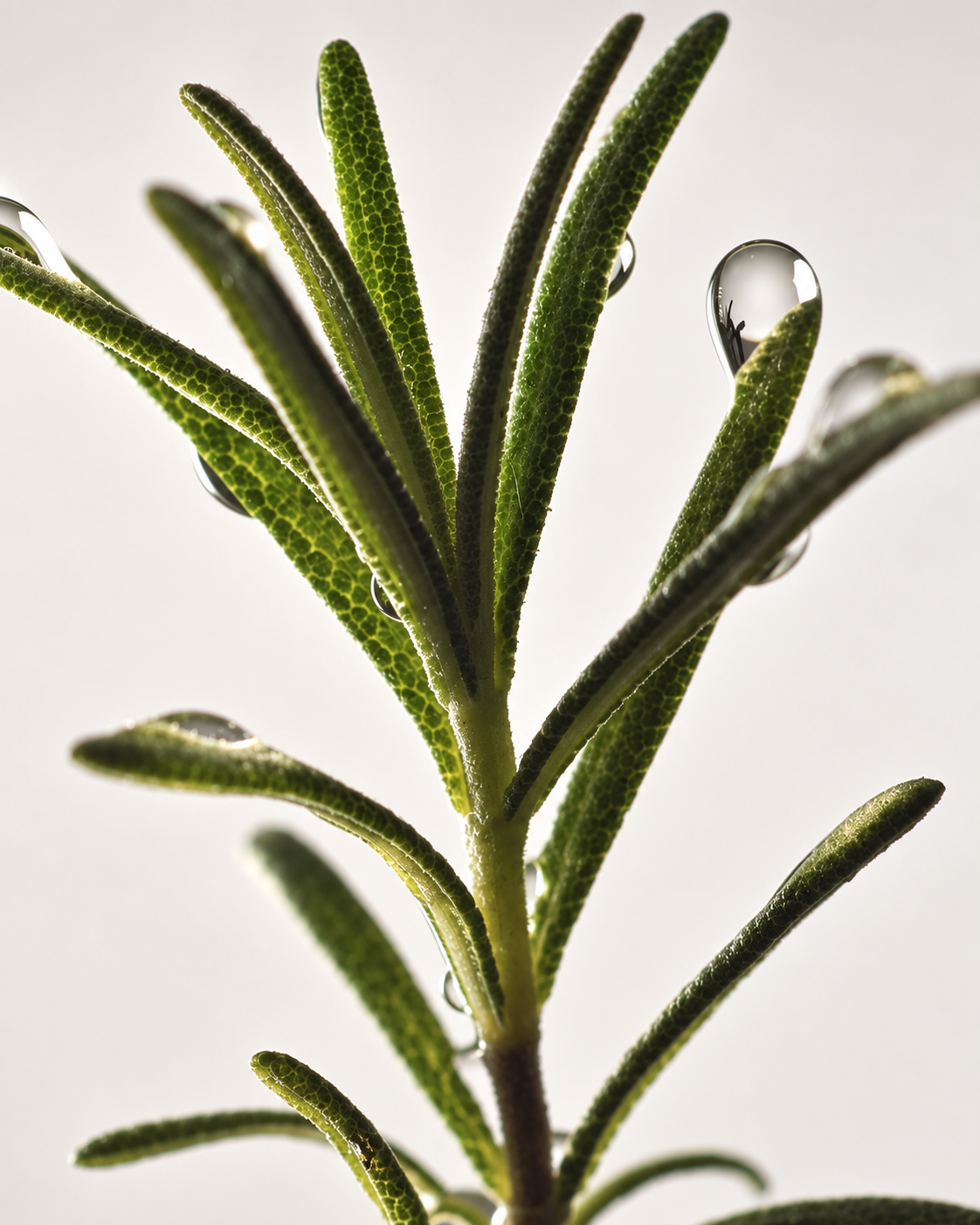 Rosemary & botanical extracts — ingredient used in Sorada formulations