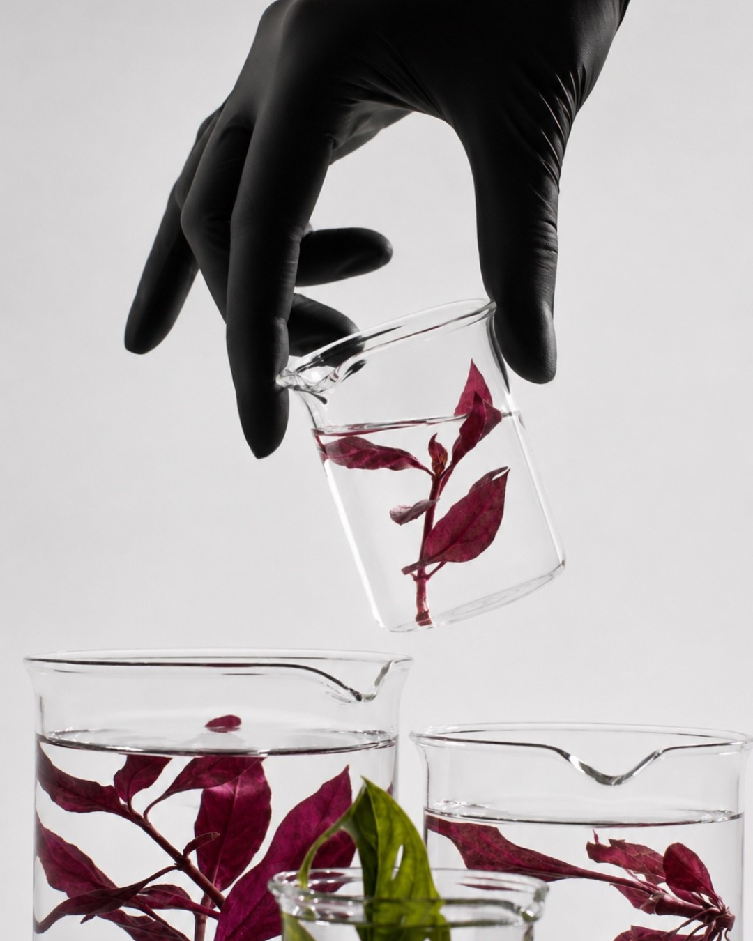 Gloved hand lowering a beaker with a burgundy leaf into clear fluid